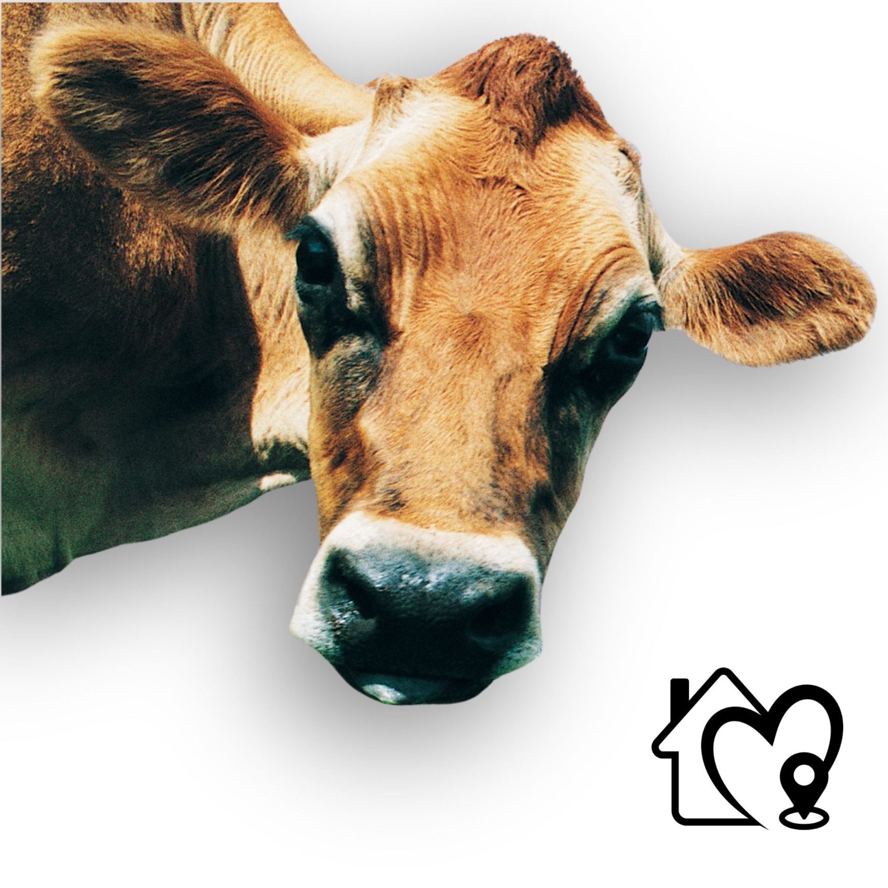 Jersey-Life Insurance-Solutions-All-Insured Jersey cow vs All-Insured expert life insurance solutions.