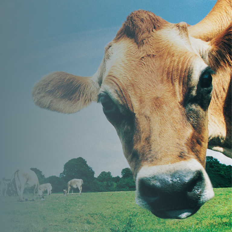 Reliable protection for island life - no bull involved A Jersey cow in a field, representing life insurance options for Jersey and Guernsey residents.