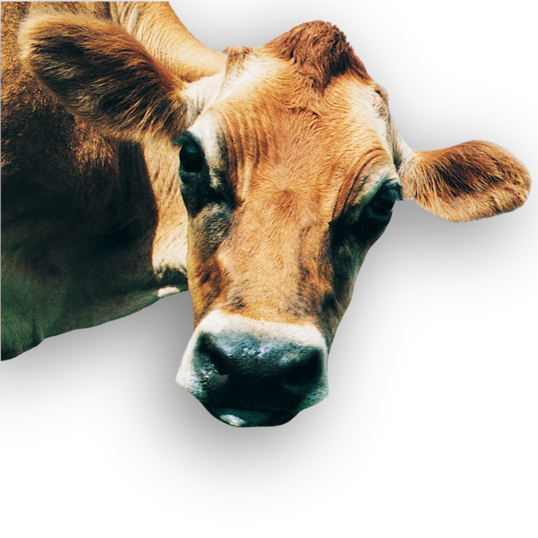 Jersey cow  vs All-Insured expert life insurance solutions.